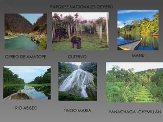 PARQUES NACIONALES DE PERÚ CERRO   DE   AMATOPE CUTERVO MANU RIO ABISEO TINGO MARIA YANACHAGA -CHEMILLAN 