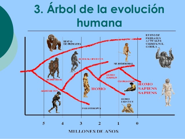 Evoluci 243 N Biol 243 Gica | lamina del desarrollo de la especie humana el origen de la Evoluci 243 N Biol 243 Gica | lamina del desarrollo de la especie humana el origen de la