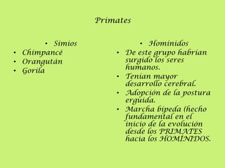 Primates
• Simios
• Chimpancé
• Orangután
• Gorila

•
•
•
•

• Homínidos
De este grupo habrían
surgido los seres
humanos.
Tenían mayor
desarrollo cerebral.
Adopción de la postura
erguida.
Marcha bípeda (hecho
fundamental en el
inicio de la evolución
desde los PRIMATES
hacia los HOMÍNIDOS.

 