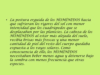 • La postura erguida de los HOMÍNIDOS hacía
que sufrieran los rigores del sol con menor
intensidad que los cuadrúpedos que se
desplazaban por las planicies. La cabeza de los
HOMÍNIDOS al estar más alejada del suelo,
recibía brisas más frescas y una menor
cantidad de piel del resto del cuerpo quedaba
expuesta a los rayos solares. Como
consecuencia de ello, los HOMÍNIDOS
necesitaban beber menos agua y detenerse bajo
la sombra con menos frecuencia que otras
especies.

 