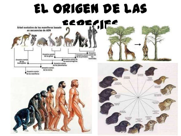 El origen de las especies