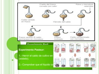 2.- Teoría de la generación espontánea
El primero en defender
Aristóteles (observación de moscas)

esta

Siglos más tarde Redi y Pasteur
sus teorías en contra de esta creencia.

teoría

fue

postularon

Experimento Redi.
Experimento Pasteur:
1.- Carne en tarros
abiertos o aislados.
1.- Hervir el caldo de cultivo en un matraz doblado en forma de s
(aislado). Solo aparecen
2.huevos de moscas en
2.- Comprobar que el líquido continúa estéril.
el tarro abierto.

 
