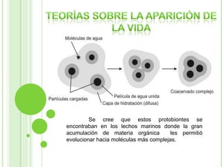 Aparición de los Coacervados.
Partiendo de los experimentos de Oparín se
ha demostrado la existencia de los coacervados.
Un coacervado es una esfera o grano
formado por una membrana que encierra sustancias
químicas y orgánicas. A mayor complejidad se
independizan del medio.
Se cree que estos protobiontes se
encontraban en los lechos marinos donde la gran
acumulación de materia orgánica
les permitió
evolucionar hacia moléculas más complejas.

 