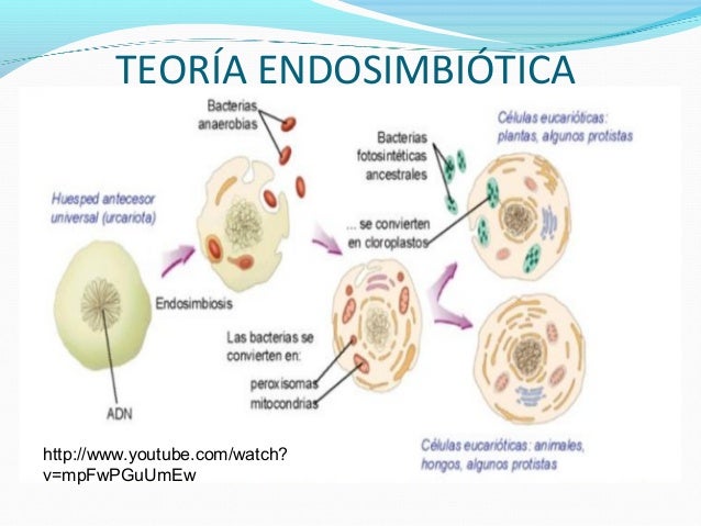 El origen de la vida