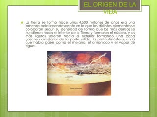 EL ORIGEN DE LA
VIDA


La Tierra se formó hace unos 4.500 millones de años era una
inmensa bola incandescente en la que los distintos elementos se
colocaron según su densidad de forma que los más densos se
hundieron hacia el interior de la Tierra y formaron el núcleo, y los
más ligeros salieron hacia el exterior formando una capa
gaseosa alrededor de la parte sólida, la protoatmósfera, en la
que había gases como el metano, el amoníaco y el vapor de
agua.

 