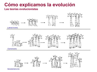 El origen de la vida y el origen del ser humano | PDF