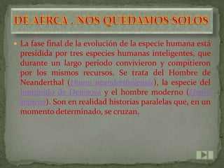  La fase final de la evolución de la especie humana está
 presidida por tres especies humanas inteligentes, que
 durante un largo periodo convivieron y compitieron
 por los mismos recursos. Se trata del Hombre de
 Neanderthal (Homo neanderthalensis), la especie del
 homínido de Denisova y el hombre moderno (Homo
 sapiens). Son en realidad historias paralelas que, en un
 momento determinado, se cruzan.
 