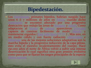  Los Homininos, primates bípedos, habrían surgido hace
 unos 6 ó 7 millones de años en África, cuando dicho
 continente se encontró afectado por una progresiva
 desecación que redujo las áreas de bosques y selvas. Como
 adaptación al bioma de sabana aparecieron primates
 capaces de caminar fácilmente de modo bípedo y
 mantenerse erguidos (East Side Story;[16] [17] ) . Más aún, en
 un medio cálido y con fuerte radiación ultravioleta e
 infrarroja una de las mejores soluciones adaptativas son la
 marcha bípeda y la progresiva reducción de la capa pilosa,
 esto evita el excesivo recalentamiento del cuerpo. Hace
 150.000 años el norte de África volvió a sufrir una intensa
 desertización lo cual significó otra gran presión evolutiva
 como para que se fijaran los rasgos principales de la especie
 Homo sapiens.
 