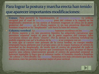  Cráneo. Para permitir la bipedestación, el foramen magnum (u orificio
  occipital por el cual la médula espinal pasa del cráneo a la raquis) se ha
  desplazado; mientras en los simios el foramen magnum se ubica en la parte
  posterior del cráneo, en el Homo sapiens (y en sus ancestros directos) el
  foramen magnun se ha "desplazado" casi hacia la base del mismo.
 Columna vertebral. La columna vertebral bastante rectilínea en los simios, en
  el Homo sapiens y en sus ancestros bípedos ha adquirido curvaturas que
  permiten soportar mejor el peso de la parte superior del cuerpo, tales
  curvaturas tienen un efecto "resorte". Por lo demás la columna vertebral ha
  podido erguirse casi 90º a la altura de la pelvis, si se compara con un chimpancé
  se nota que al carecer este primate de la curva lumbar, su cuerpo resulta
  empujado hacía adelante por el propio peso; en la raquis humana el centro de
  gravedad se ha desplazado, de modo que el centro de gravedad de todo el
  cuerpo se sitúa encima del soporte que constituyen los pies, al tener el Homo
  sapiens una cabeza relativamente grande el centro de gravedad corporal es
  bastante inestable (y hace que al intentar nadar, el humano tienda a hundirse
  "de cabeza"). Otro detalle; las vértebras humanas son más circulares que las de
  los simios, esto les permite soportar mejor el peso vertical.
 