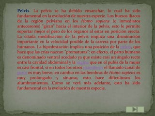 Pelvis. La pelvis se ha debido ensanchar, lo cual ha sido
fundamental en la evolución de nuestra especie. Los huesos ilíacos
de la región pelviana en los Homo sapiens (e inmediatos
antecesores) "giran" hacia el interior de la pelvis, esto le permite
soportar mejor el peso de los órganos al estar en posición erecta.
La citada modificación de la pelvis implica una disminución
importante en la velocidad posible de la carrera por parte de los
humanos. La bipedestación implica una posición de la pelvis, que
hace que las crías nazcan "prematuras": en efecto, el parto humano
es denominado ventral acodado ya que existe casi un ángulo recto
entre la cavidad abdominal y la vagina que en el pubis de la mujer
es casi frontal, si en todos los otros mamíferos el llamado canal de
parto es muy breve, en cambio en las hembras de Homo sapiens es
muy prolongado y sinuoso, esto hace dificultosos los
alumbramientos. Como se verá más adelante, esto ha sido
fundamental en la evolución de nuestra especie.
 