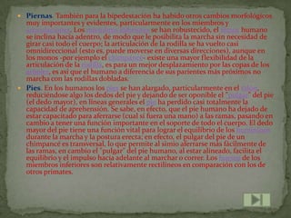  Piernas. También para la bipedestación ha habido otros cambios morfológicos
  muy importantes y evidentes, particularmente en los miembros y
  articulaciones. Los miembros inferiores se han robustecido, el fémur humano
  se inclina hacia adentro, de modo que le posibilita la marcha sin necesidad de
  girar casi todo el cuerpo; la articulación de la rodilla se ha vuelto casi
  omnidireccional (esto es, puede moverse en diversas direcciones), aunque en
  los monos -por ejemplo el chimpancé- existe una mayor flexibilidad de la
  articulación de la rodilla, es para un mejor desplazamiento por las copas de los
  árboles, es así que el humano a diferencia de sus parientes más próximos no
  marcha con las rodillas dobladas.
 Pies. En los humanos los pies se han alargado, particularmente en el talón,
  reduciéndose algo los dedos del pie y dejando de ser oponible el "pulgar" del pie
  (el dedo mayor), en líneas generales el pie ha perdido casi totalmente la
  capacidad de aprehensión. Se sabe, en efecto, que el pie humano ha dejado de
  estar capacitado para aferrarse (cual si fuera una mano) a las ramas, pasando en
  cambio a tener una función importante en el soporte de todo el cuerpo. El dedo
  mayor del pie tiene una función vital para lograr el equilibrio de los homininos
  durante la marcha y la postura erecta; en efecto, el pulgar del pie de un
  chimpancé es transversal, lo que permite al simio aferrarse más fácilmente de
  las ramas, en cambio el "pulgar" del pie humano, al estar alineado, facilita el
  equilibrio y el impulso hacia adelante al marchar o correr. Los huesos de los
  miembros inferiores son relativamente rectilíneos en comparación con los de
  otros primates.
 