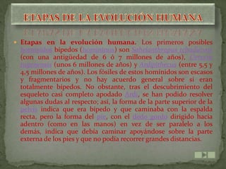  Etapas en la evolución humana. Los primeros posibles
 homínidos bípedos (homininos) son Sahelanthropus tchadiensis
 (con una antigüedad de 6 ó 7 millones de años), Orrorin
 tugenensis (unos 6 millones de años) y Ardipithecus (entre 5,5 y
 4,5 millones de años). Los fósiles de estos homínidos son escasos
 y fragmentarios y no hay acuerdo general sobre si eran
 totalmente bípedos. No obstante, tras el descubrimiento del
 esqueleto casi completo apodado Ardi, se han podido resolver
 algunas dudas al respecto; así, la forma de la parte superior de la
 pelvis indica que era bípedo y que caminaba con la espalda
 recta, pero la forma del pie, con el dedo gordo dirigido hacia
 adentro (como en las manos) en vez de ser paralelo a los
 demás, indica que debía caminar apoyándose sobre la parte
 externa de los pies y que no podía recorrer grandes distancias.
 