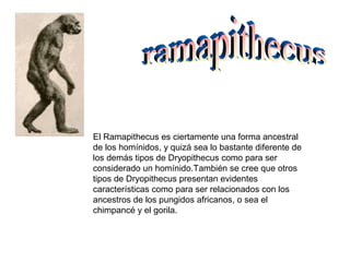 El Ramapithecus es ciertamente una forma ancestral 
de los homínidos, y quizá sea lo bastante diferente de 
los demás tipos de Dryopithecus como para ser 
considerado un homínido.También se cree que otros 
tipos de Dryopithecus presentan evidentes 
características como para ser relacionados con los 
ancestros de los pungidos africanos, o sea el 
chimpancé y el gorila. 
 