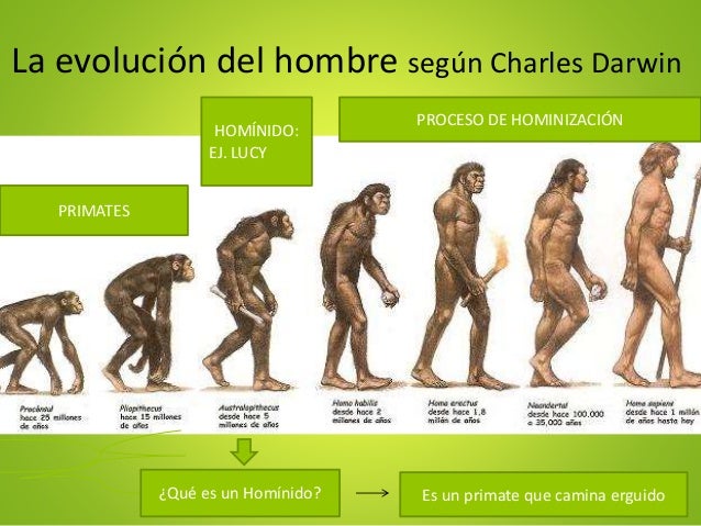 Resumen de la teoría de Darwin sobre la evolución del hombre_teoria_online Teoria de darwin evolucion del hombre resumen_teoria_online