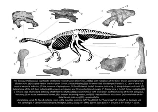El origen de los dinosaurios | PDF