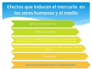 Efectos que inducen el mercurio en 
los seres humanos y el medio 
Daños en el sistema nervioso. 
Daños a nivel cerebral. 
Provoca daños en la cadena del ADN en la que se encuentra todo la 
información genética de los individuos, además daña cromosomas. 
Ocasiona reacciones alérgicas, irritaciones en la piel, cansancio y dolor de 
cabeza. 
Induce abortos. 
http://www.youtube.com/watch?v=TInDSquJr4E&NR=1 
