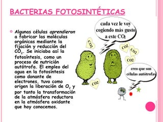 BACTERIAS FOTOSINTÉTICAS Algunas células  aprendieron  a fabricar las moléculas orgánicas mediante la fijación y reducción del CO 2 . Se iniciaba así la fotosíntesis, como un proceso de nutrición autótrofa. El empleo del agua en la fotosíntesis como donante de electrones, tuvo como origen la liberación de O 2  y por tanto la transformación de la atmósfera reductora   en la atmósfera oxidante que hoy conocemos.  