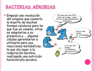 BACTERIAS AEROBIAS Empezó una revolución del oxígeno que causaría la muerte de muchas formas celulares para las que fue un veneno, otras se adaptarían a su presencia y ... algunas células aprendieron a utilizarlo para sus reacciones metabólicas, lo que dio lugar a la respiración aerobia, realizando una nutrición heterótrofa aerobia.  