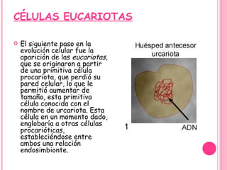 CÉLULAS EUCARIOTAS El siguiente paso en la evolución celular fue la aparición de las  eucariotas,  que se originaron a partir de una primitiva célula procariota, que perdió su pared celular, lo que le permitió aumentar de tamaño, esta primitiva célula conocida con el nombre de urcariota. Esta célula en un momento dado, englobaría a otras células procarióticas, estableciéndose entre ambos una relación endosimbionte.  