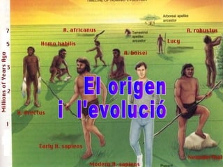 El origen i l’evolució    humana  Fet per: MARIA MORET HERVÁS DE 4B El origen  i  l'evolució 
