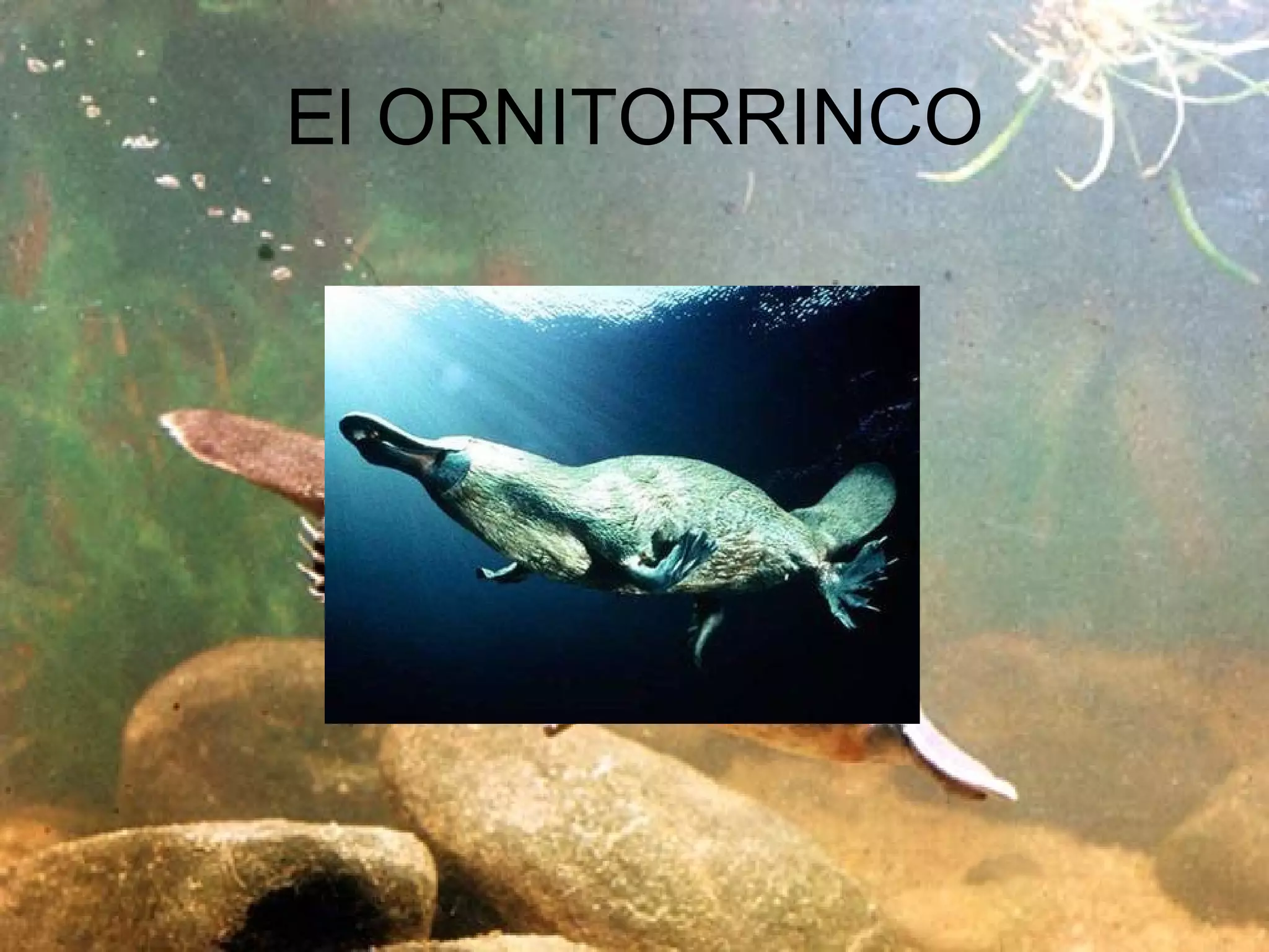 El ornitorrinco y sus caracteristicas | PPT