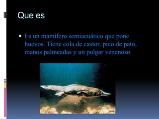 Que es

 Es un mamífero semiacuático que pone
  huevos. Tiene cola de castor, pico de pato,
  manos palmeadas y un pulgar venenoso.
 