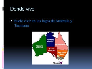 Donde vive

 Suele vivir en los lagos de Australia y
  Tasmania
 