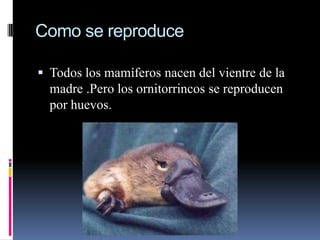 Como se reproduce

 Todos los mamíferos nacen del vientre de la
  madre .Pero los ornitorrincos se reproducen
  por huevos.
 