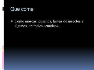 Que come

 Come moscas, gusanos, larvas de insectos y
  algunos animales acuáticos.
 