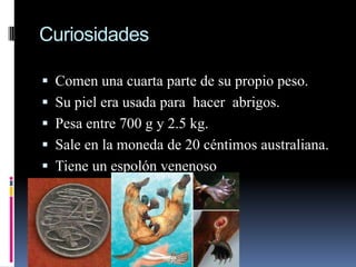 Curiosidades

 Comen una cuarta parte de su propio peso.
 Su piel era usada para hacer abrigos.
 Pesa entre 700 g y 2.5 kg.
 Sale en la moneda de 20 céntimos australiana.
 Tiene un espolón venenoso
 