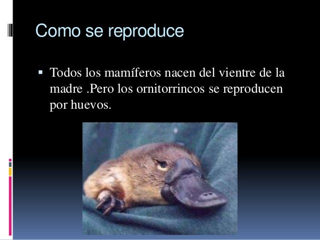 El ornitorrinco