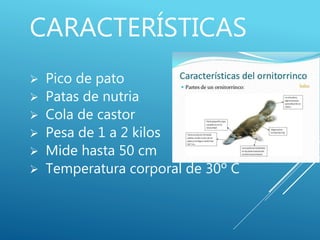CARACTERÍSTICAS
 Pico de pato
 Patas de nutria
 Cola de castor
 Pesa de 1 a 2 kilos
 Mide hasta 50 cm
 Temperatura corporal de 30º C
 
