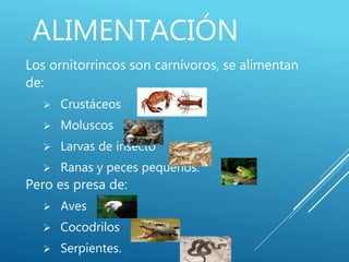 ALIMENTACIÓN
Los ornitorrincos son carnívoros, se alimentan
de:
 Crustáceos
 Moluscos
 Larvas de insecto
 Ranas y peces pequeños.
Pero es presa de:
 Aves
 Cocodrilos
 Serpientes.
 