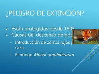 ¿PELIGRO DE EXTINCIÓN?
 Están protegidos desde 1905.
 Causas del descenso de población:
• Introducción de zorros rojos para la
caza
• El hongo Mucor amphibiorum.
 