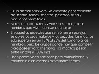 Es un animal omnívoro. Se alimenta generalmente de  hierba, raíces, insectos, pescado, fruta y pequeños mamíferos.  Normalmente los osos viven solos, excepto las hembras que viven con sus cachorros En aquellas especies que se reúnen en parejas estables los osos malayos y los bezudos, los machos solo superan en un 10 % al 25% del tamaño a las hembras, pero los grupos donde hay que competir para poseer varias hembras, los machos pesan entre un 20% y 100% más Úsan pocas vocalizaciones para comunicarse, y recurren a esas escasas expresiones fáciles. 