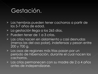 Las hembras pueden tener cachorros a partir de los 5-7 años de edad. La gestación llega a los 265 días. Pueden tener de 1 a 3 crías. Las crías nacen en aislamiento y casi desnudas (menos las del oso polar), indefensas y pesan entre 200 y 700 g. Los osos de regiones más frías pasan por un periodo de hibernación, durante el cual nacen los cachorros.  Las crías permanecen con su madre de 2 a 4 años antes de independizarse. 