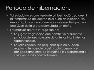 Tal estado no es una verdadera hibernación, ya que ni la temperatura del cuerpo ni el pulso descienden. Sin embargo, los osos no comen durante ese tiempo, sino que viven de la grasa acumulada en otoño. Los motivos de este letargo son dos:  La jugosa vegetación que constituye el alimento principal del oso no existe durante los fríos inviernos septentrionales. Las crías nacen tan pequeñas que no pueden regular la temperatura del propio cuerpo, y el abrigado ambiente de la guarida les proporciona el calor necesario para sobrevivir 