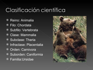 Reino: Animalia Filo: Chordata Subfilo: Vertebrata Clase: Mammalia Subclase: Theria Infraclase: Placentalia Orden: Carnivora Suborden: Caniformia Familia:Ursidae 