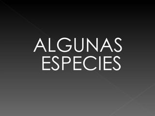 ALGUNAS ESPECIES 