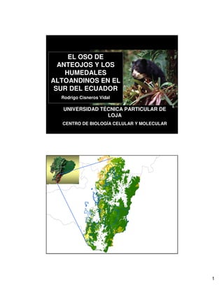 EL OSO DE
  ANTEOJOS Y LOS
    HUMEDALES
ALTOANDINOS EN EL
 SUR DEL ECUADOR
  Rodrigo Cisneros Vidal

   UNIVERSIDAD TÉCNICA PARTICULAR DE
                 LOJA
  CENTRO DE BIOLOGÍA CELULAR Y MOLECULAR




                                           1
 
