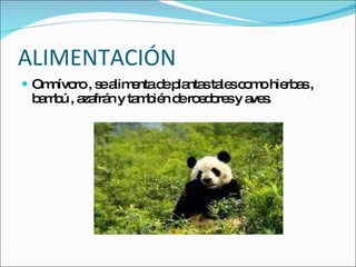 ALIMENTACIÓN  Omnívoro , se alimenta de plantas tales como hierbas ,  bambú , azafrán y también de roedores y aves.  