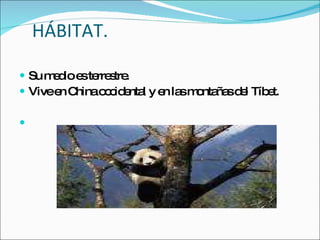 HÁBITAT. Su medio es terrestre. Vive en China occidental y en las montañas del Tíbet. 