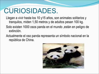 CURIOSIDADES. Llegan a vivir hasta los 10 y15 años, son animales solitarios y tranquilos, miden 1,50 metros y de adultos pesan 100 kg. Solo existen 1000 osos panda en el mundo ,están en peligro de extinción. Actualmente el oso panda representa un símbolo nacional en la  república de China. 