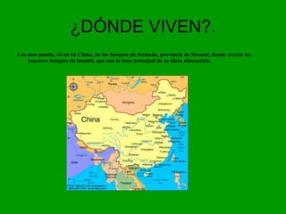 ¿DÓNDE VIVEN?. Los osos panda, viven en China, en los bosques de Sechuán, provincia de Sicuani, donde crecen los mayores bosques de bambú, que son la base principal de su dieta alimenticia. 
