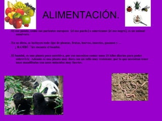 ALIMENTACIÓN. . El oso panda, como sus parientes europeos  (el oso pardo) o americanos (el oso negro), es un animal omnívoro. . En su dieta, se incluyen todo tipo de plantas, frutas, huevos, insectos, gusanos y …  ¡ BAMBÚ ! les encanta el bambú. . El bambú, es una planta poco nutritiva, por eso necesitan comer unos 25 kilos diarios para poder sobrevivir. Además es una planta muy dura con un tallo muy resistente, por lo que necesitan tener unas mandíbulas con unos músculos muy fuertes. 
