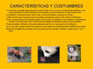 CARACTERÍSTICAS Y COSTUMBRES .  Las crías de oso panda pesan muy poco al nacer (entre 150 y 350 gr.) y no tienen pelo ni dientes, y sus ojos permanecen cerrados durante un mes, durante el cual su madre no se separa de las crías. . Las hembras crecen hasta pesar unos 80 kg. y los machos llegan a alcanzar los 100 kg. . . A diferencia de otras especies de osos, los pandas, permanecen activos todo el año y no hibernan. . Tiene un pelaje blanco con manchas negras en las orejas, extremidades, en los hombros y alrededor de los ojos, y una cola muy corta, lo que les da una imagen curiosa que les hace parecer peluches. . Tienen un pulgar adicional en las patas delanteras que les sirve para agarrar los alimentos. . En vez de rugir o gruñir como otras especies de osos, emiten un sonido parecido al balido de las ovejas. . Dentro de la familia de los pandas, hay una especie menos conocida y llamada “panda rojo” u “oso – gato”. 