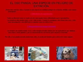 EL OSO PANDA: UNA ESPECIE EN PELIGRO DE EXTINCIÓN. . Desde hace muchos años, el panda es una especie en continuo peligro de extinción, debido a dos causas principales: 1º Dificultades de reproducción. Tanto en libertad como en cautiverio los osos panda tienen dificultades para reproducirse. Las hembras sólo pueden tener crías 3 días al año. Cuando lo consiguen, sólo tienen una cría, y ésta nace tan pequeña y tan débil que en muchos casos no sobreviven. 2º Desaparición de los bosques de bambú. Los bosques de bambú dónde viven, están desapareciendo talados por los agricultores que dedican esas zonas a otras plantas y por la construcción de carreteras para mejorar el turismo. Por ello, el oso panda necesita desde hace años, la ayuda del hombre para sobrevivir como especie. 