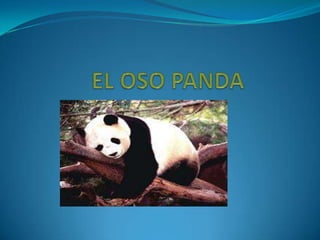 EL OSO PANDA 