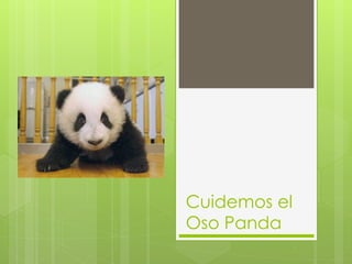 Cuidemos el
Oso Panda
 