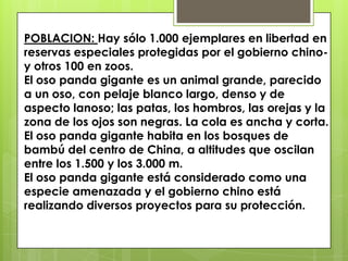 POBLACION: Hay sólo 1.000 ejemplares en libertad en reservas especiales protegidas por el gobierno chino- y otros 100 en zoos.El oso panda gigante es un animal grande, parecido a un oso, con pelaje blanco largo, denso y de aspecto lanoso; las patas, los hombros, las orejas y la zona de los ojos son negras. La cola es ancha y corta. El oso panda gigante habita en los bosques de bambú del centro de China, a altitudes que oscilan entre los 1.500 y los 3.000 m.  El oso panda gigante está considerado como una especie amenazada y el gobierno chino está realizando diversos proyectos para su protección.